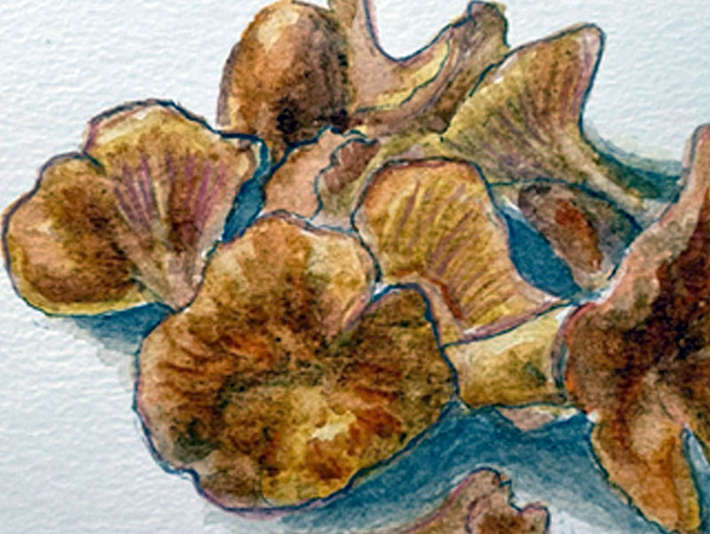 Chanterelles K (detail), by Kelli Fifield