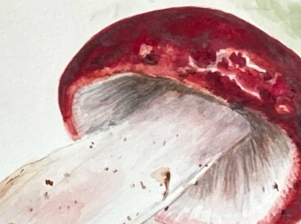 Bolete M (detail), by Kelli Fifield